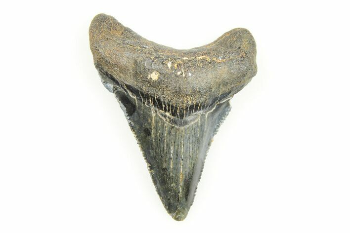 Serrated, Juvenile Megalodon Tooth - South Carolina #196166